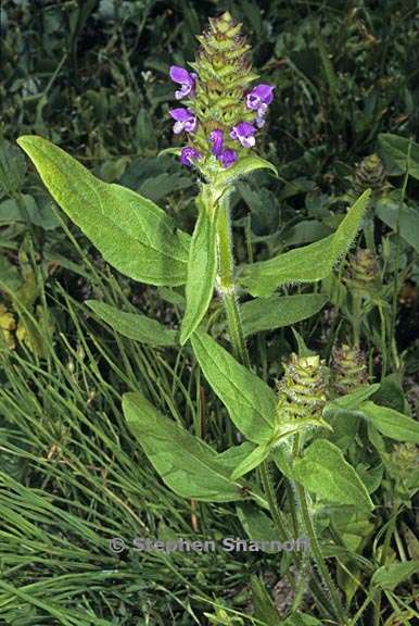 prunella vulgaris var lanceolata 1 graphic